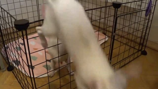 Funny dog Videos-Mirashow/Самая умная чихуахуа. Милана. смотреть онлайн