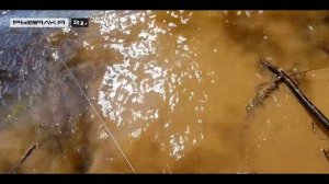 Ловля чехони на резинку на реке Волге | Как ловить чехонь на резинку