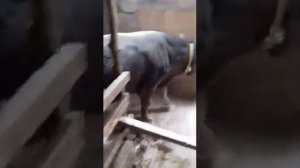 Бык Швицкой породы 2  года на продажу  110тыс.