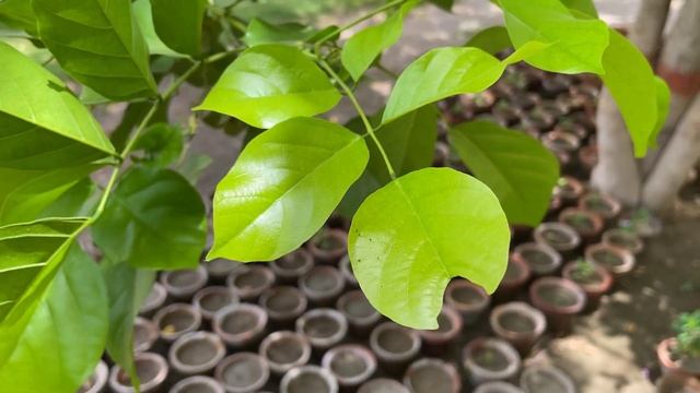 Nikon Z30 vs Canon EOS R10 Camera Test смотреть онлайн