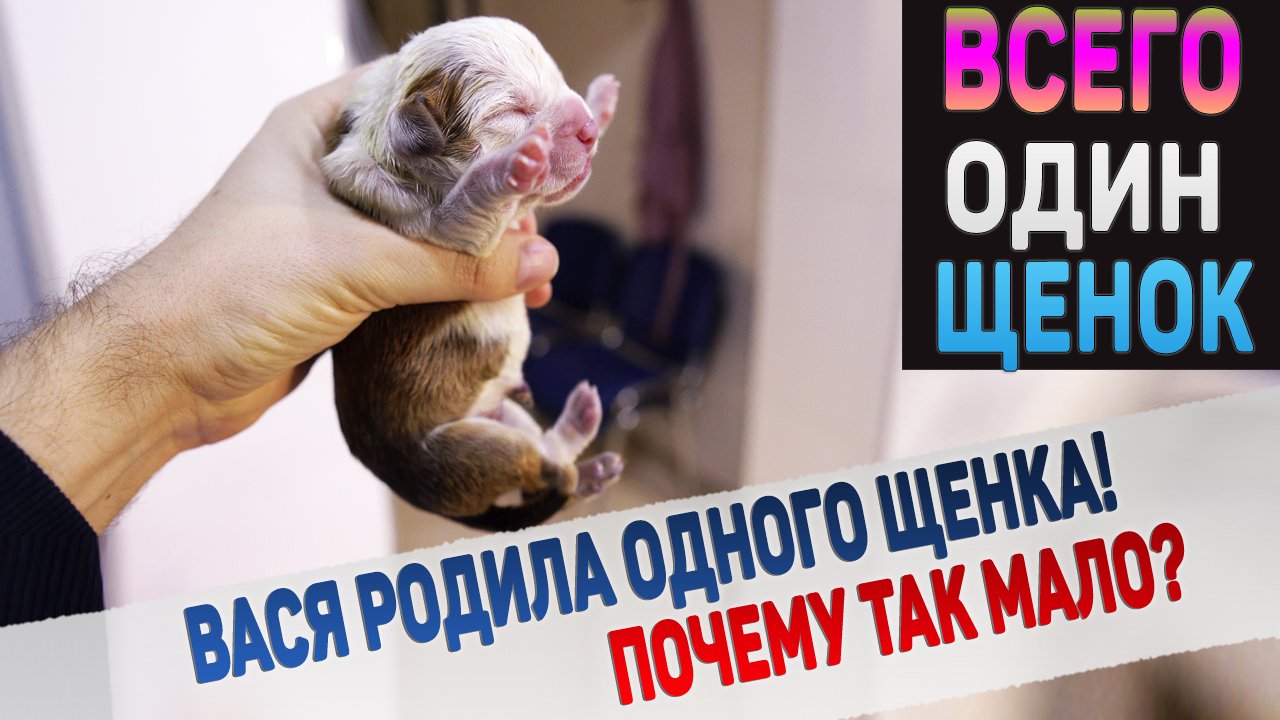 Мы надеялись, что она родит больше... Но всё сложилось иначе! смотреть онлайн