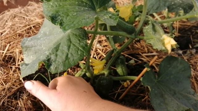 Первые Профи Огурцы В 2022 г // С.Х.У смотреть онлайн