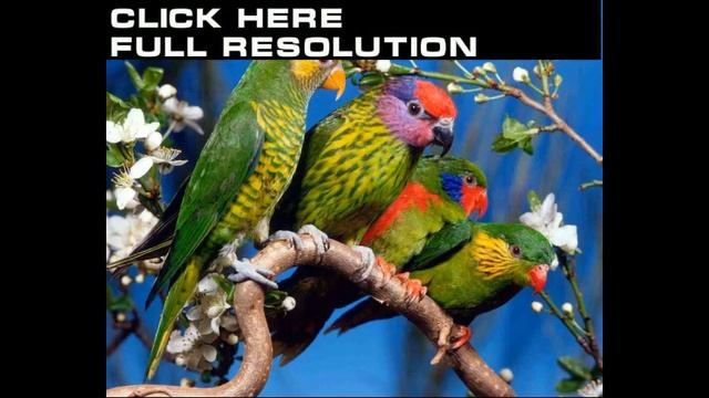 Ямайский аратинга смотреть онлайн