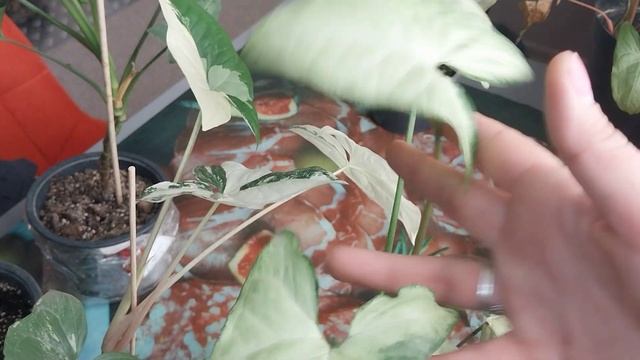 ??Все мои сингониумы.?