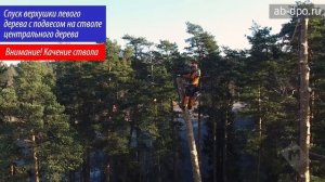 Арбористика. Способ удаления аварийных деревьев