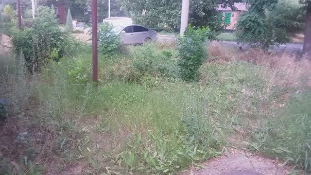 Покос зарослей перед двором