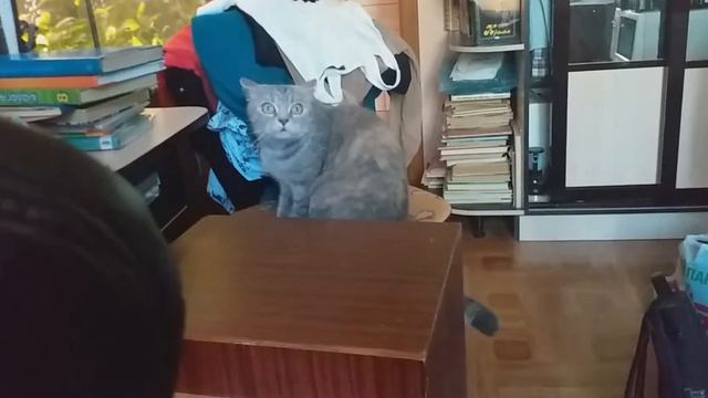 ласпи 005 + амфитон 50ас 022 смотреть онлайн