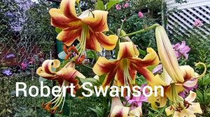 СОРТА ЛИЛИЙ ОТ-ГИБРИДОВ.