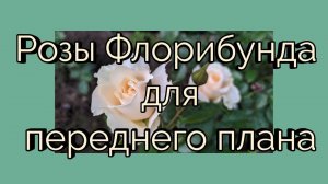 Розы флорибунда для переднего плана .