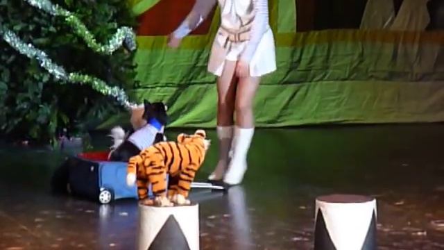 Дрессированный тигра смотреть онлайн