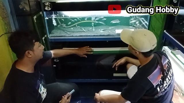 Review chana di Rusunaquaticfish, harga mulai 25ribu. kirim sampai luar negeri. #chana #chanaaurant смотреть онлайн