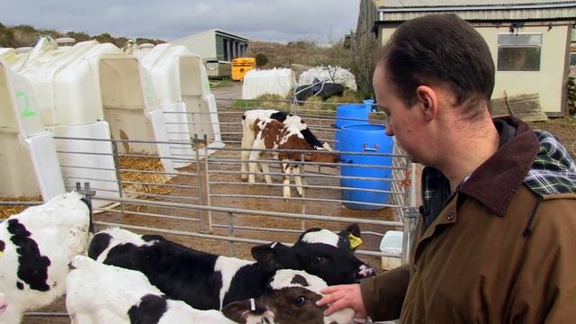 TB Free England: The future of Mark's herd | Bovine TB | Calves | смотреть онлайн