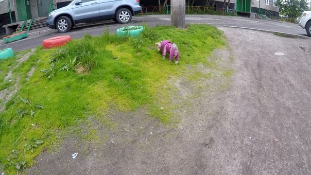 Йорк Джуля гуляет. Мини йорк. смотреть онлайн