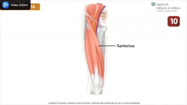 lower of anatomy -The-Thigh-Study-Guide lower смотреть онлайн