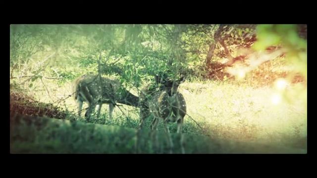 Шри Ланка Животные смотреть онлайн