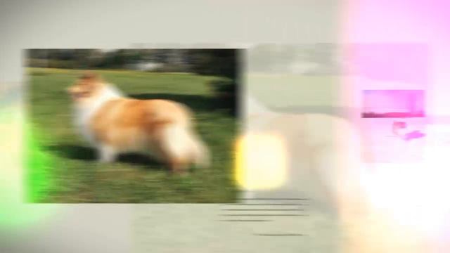 Лэсси/ANZHE INAIS MOONRISE