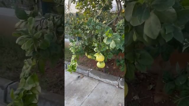 Мерсин,Турция??/а вы видели как растёт Помело??? смотреть онлайн