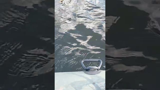 НА СТАРОЙ ЛОДКЕ ПВХ "ФРЕГАТ 280 ЕК" НА РЫБАЛКУ! Браславские озера летом. Это ну очень увлекательно. смотреть онлайн