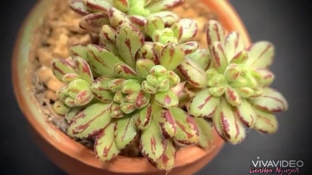 ~Aeonium Sedifolium~