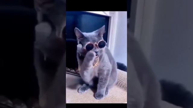 КОТ ПЕВЕЦ #2023 #топ #funny #meme #кот #певец #котики #funny #meme #лучшее смотреть онлайн