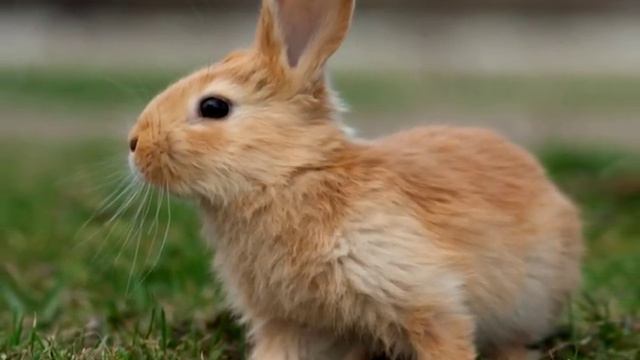 Little Bunny Foo Foo - The Kiboomers Preschool Songs & Nursery Rhymes
