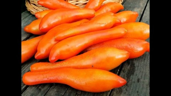 Самый лучший томат в мире 2023 г. !!! Высокоурожайный, сладкий и вкусный томат КОРОЛЕВСКИЙ ПАЛЕЦ!!!