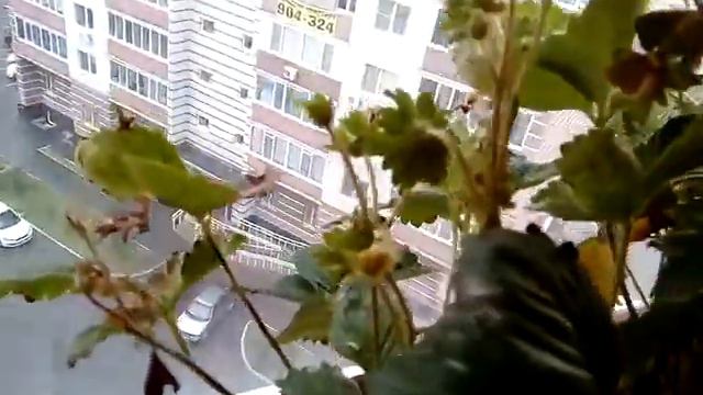 79. 2405 Муська. Огород на балконе. Взаимная подписка+лайк. смотреть онлайн