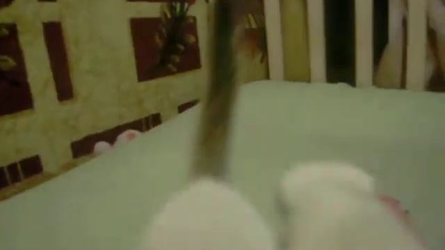 Шотландские вислоухие и прямоухие котята серебристые и и золотые колор пойнт смотреть онлайн