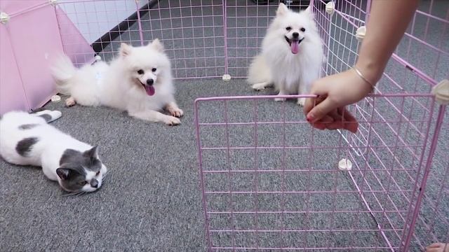 DIY Dog (Hut Camping) for Pomeranian Poodle Puppies and Siamese Russian Persian Munchkin Cats MRPET смотреть онлайн