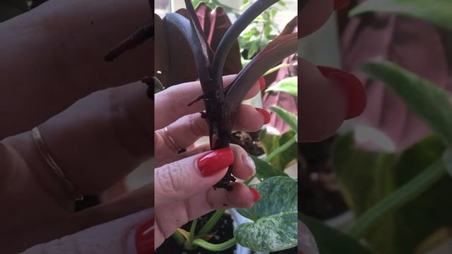 Укоренение филодендроны/Чёрный Кардинал/Philodendron Black Cardinal?