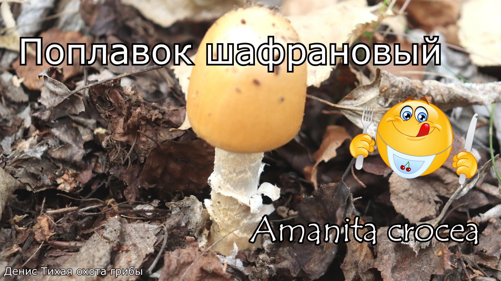 Поплавок шафрановый - вкусный съедобный гриб | Amanita crocea смотреть онлайн