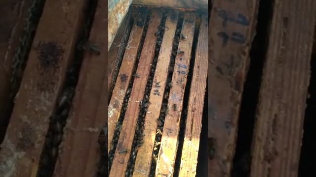 Зимовка без утепления. Часть 2. смотреть онлайн