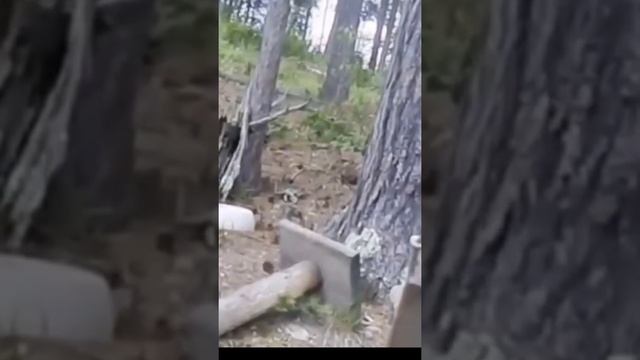 Эти забавные животные улыбнись ? подпишись ? смотреть онлайн