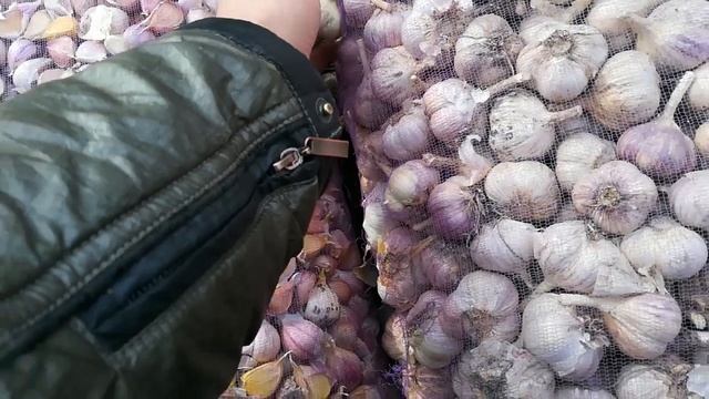 Результат хранения озимого чеснока до весны. смотреть онлайн