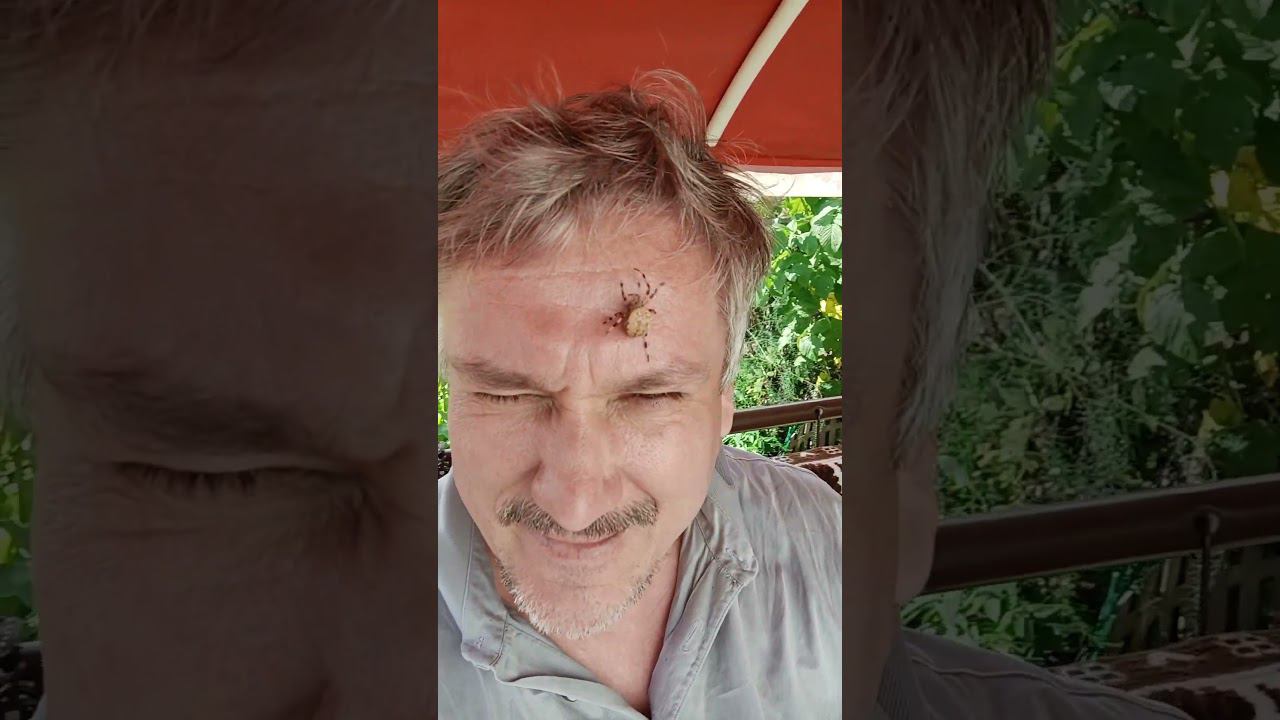 Ржака. Паук плетёт паутину на лице смотреть онлайн