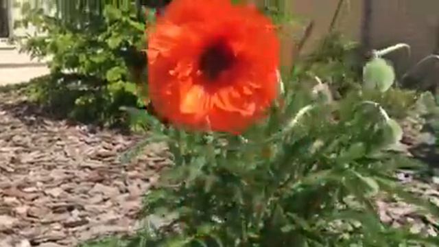 Маки смотреть онлайн