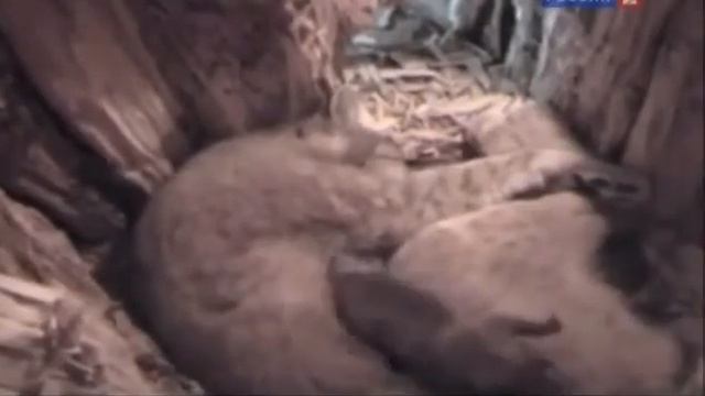 Рейтинг Баженова Самые опасные животные России № 11 смотреть онлайн