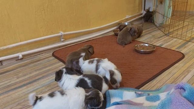 33 дня щенкам чихуахуа Божена и Купидон питомник Кастропуло Крым +79787458062 для резервирования смотреть онлайн