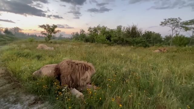 Олег Зубков отвечает на вопрос что случилось с девочками из "Тайган и Мы"? смотреть онлайн