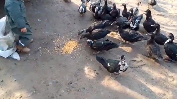 утка 🦆🦆🦆🦆🦆