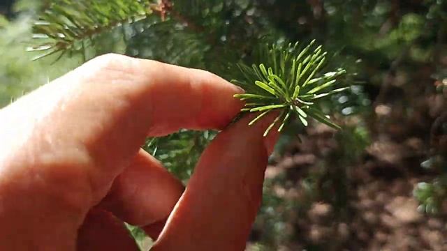 Древний Кедр 700 лет на Алтае смотреть онлайн