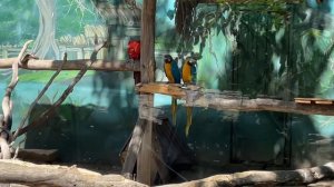 Сафари-парк. Краснодарский зоопарк. 28 июня 2024 г.