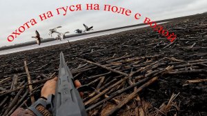 охота на гуся  на луже с подсолнухом.