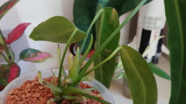 💚Ulubieńcy miesiąca💚kwitnący październik💚sansevieria skrzydłokwiat hoya anthurium aglaonema смотреть онлайн