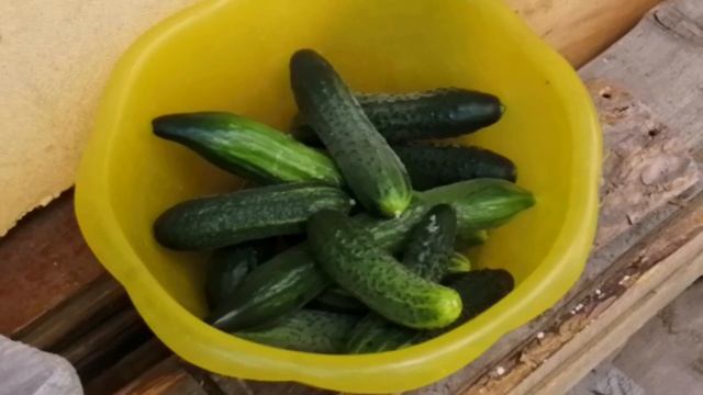 Худею плавно без диет. Уже минус 18 кг. 27.06.21 влог-рацион-довязала спинку-сад огород.