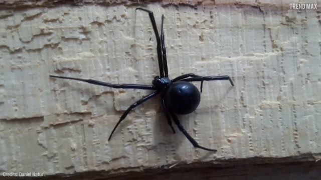 The Most DANGEROUS ANIMALS In The UNITED STATES ?? смотреть онлайн