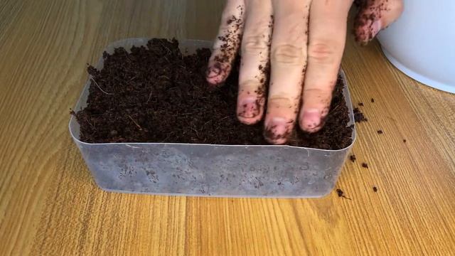 Seed to Bonsai: Sequoiadendron giganteum (Giant Sequoia) #1 смотреть онлайн