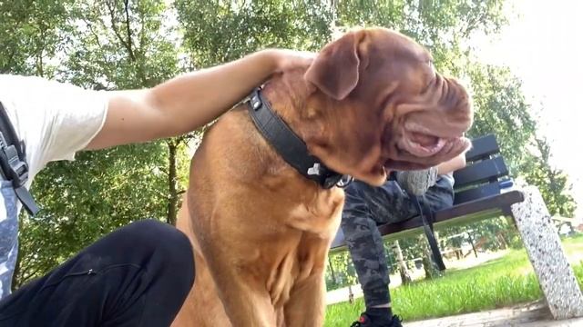 BIG DOG 95 kg. FRENCH MASTIFF. Dogue de Bordeaux смотреть онлайн
