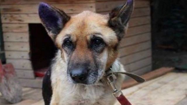 Пса бросили хозяева, но он продолжал их ждать, показывая свою верность... смотреть онлайн