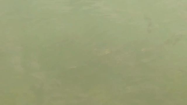 пеленгас на кастинговую сеть в чёрном море, неожиданный улов смотреть онлайн